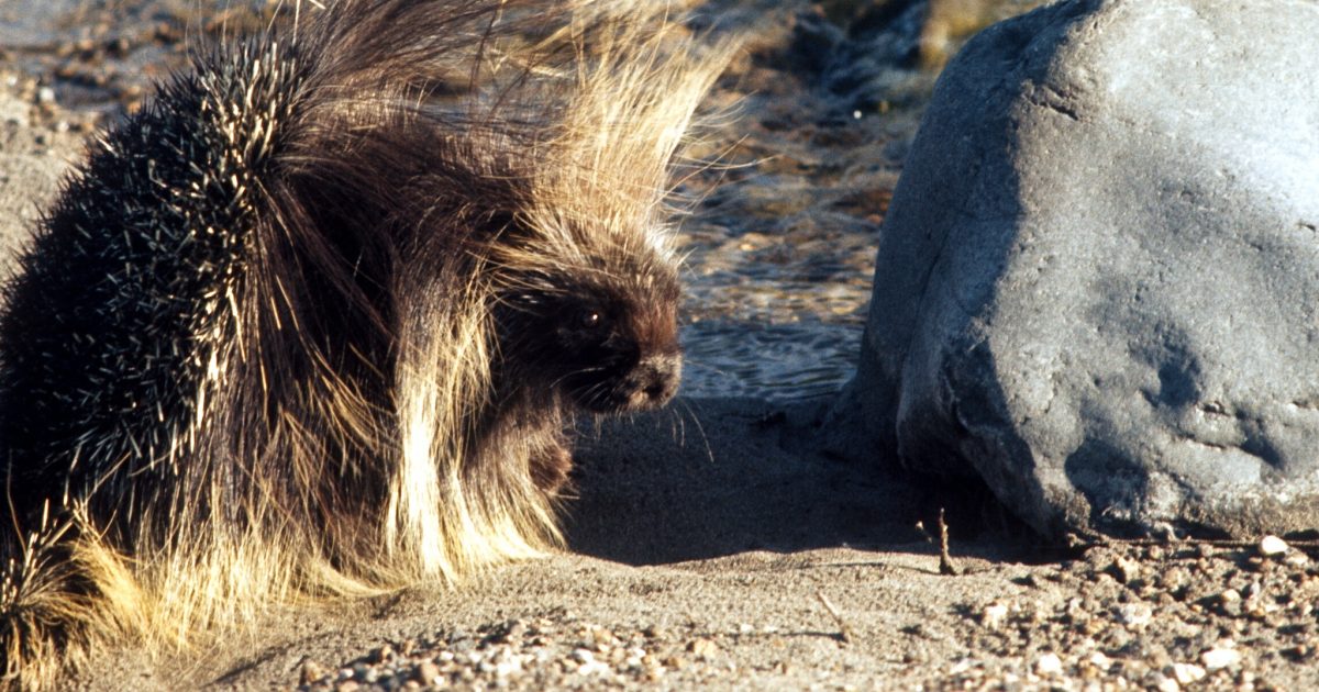 Alaska's Porcupines