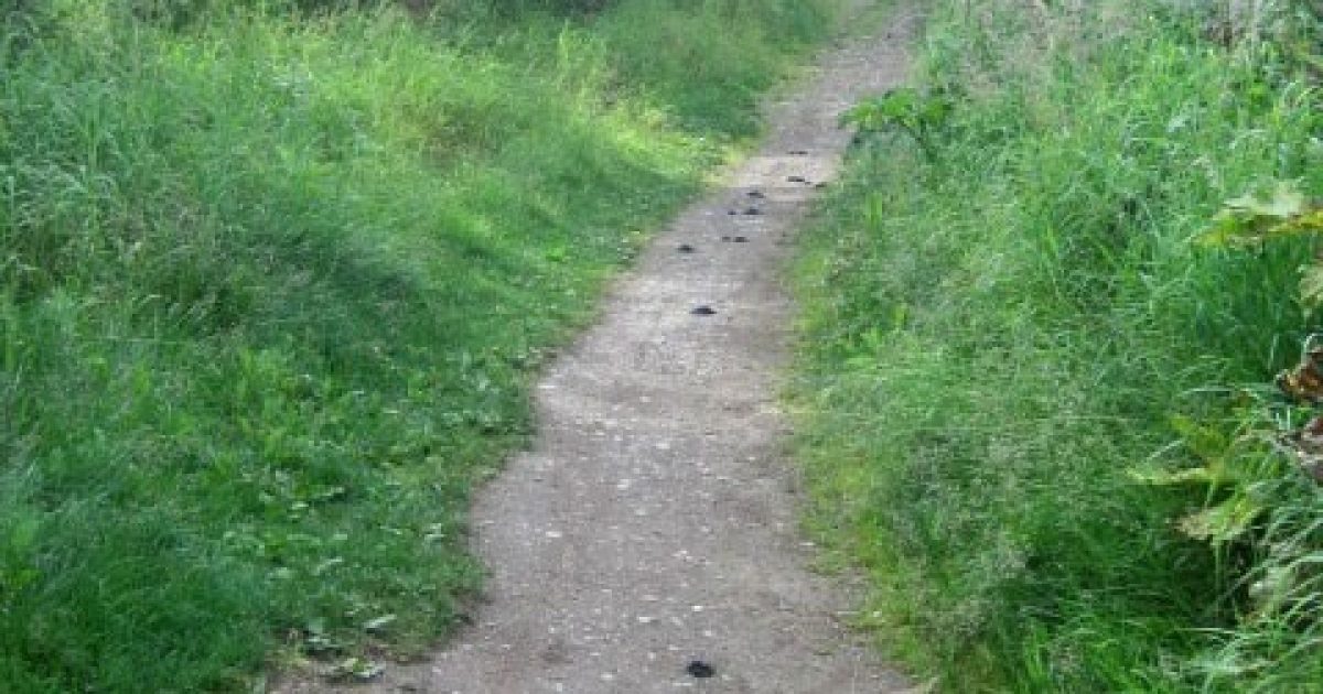 Rabbit Creek Trail to Rabbit Lake