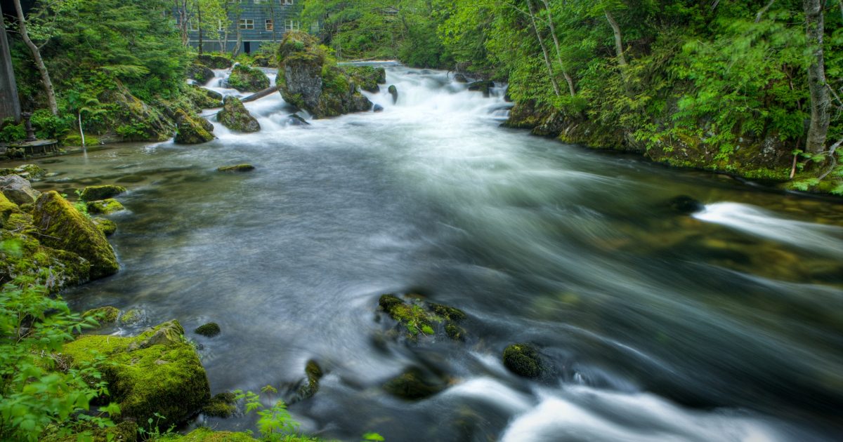 Ketchikan Creek &amp; Falls Salmon spawning stream
