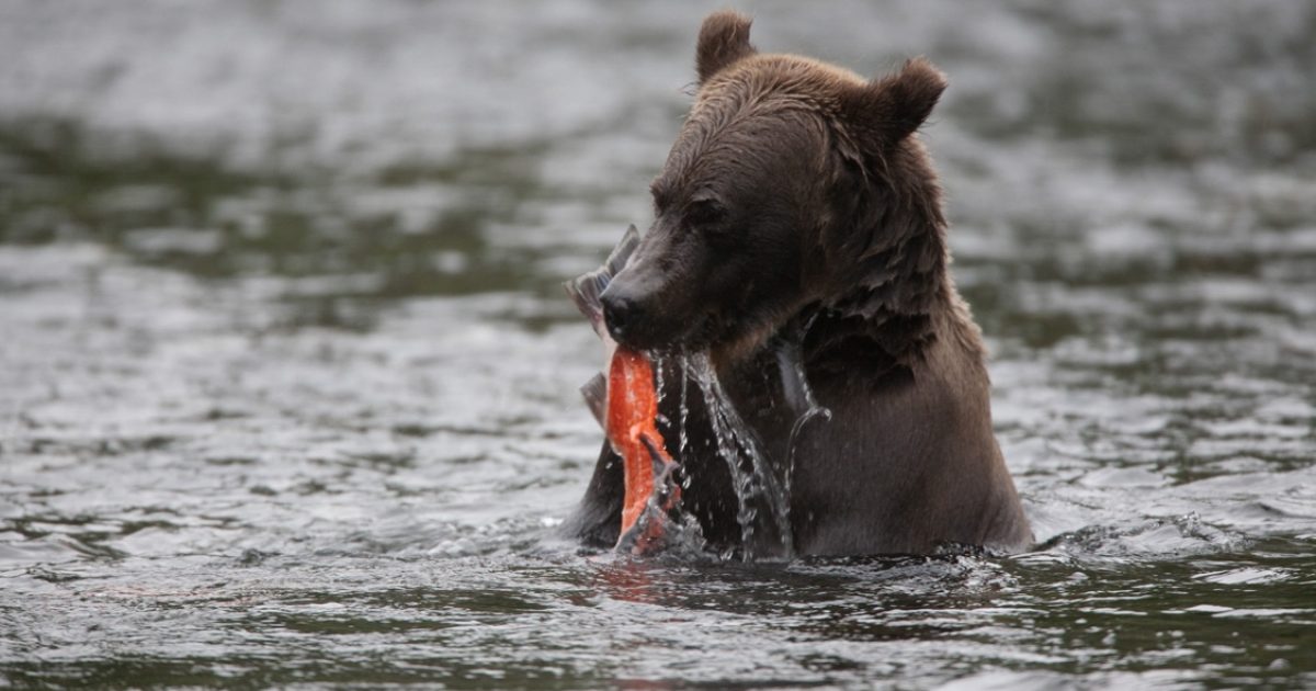 Russian River Falls Easy Hike On the Kenai Peninsula