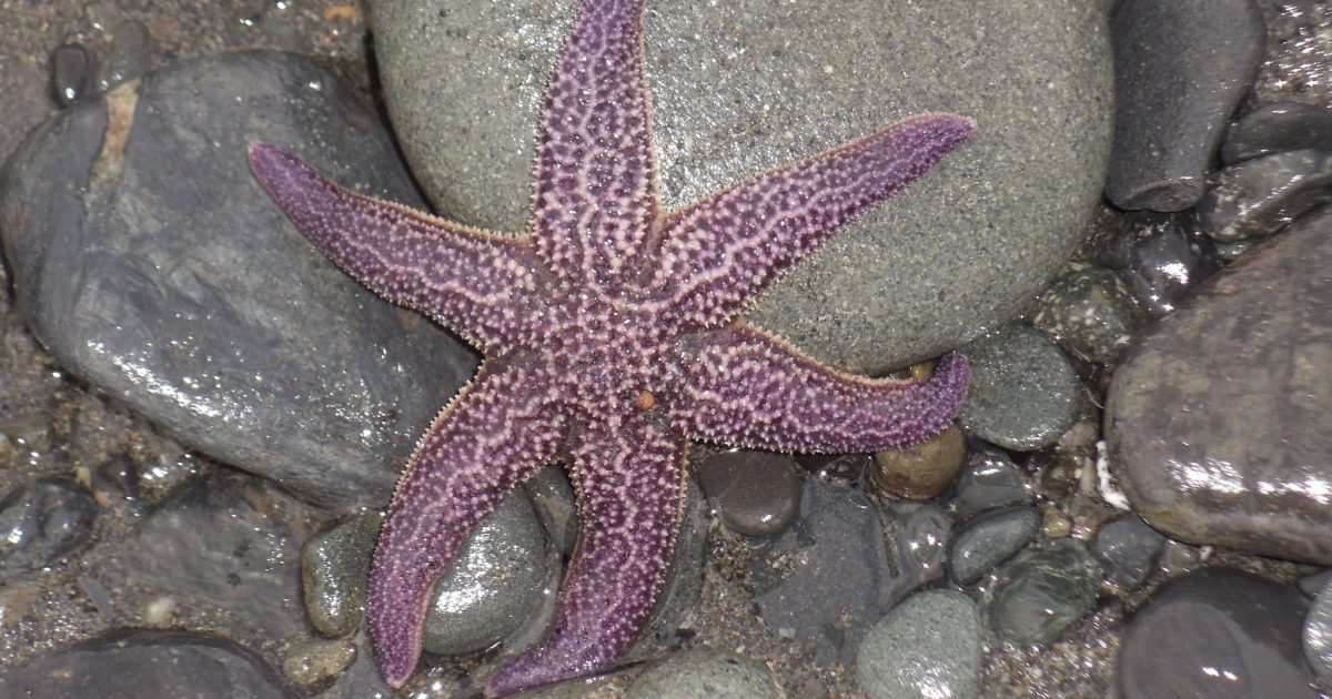 Tidepooling in Homer