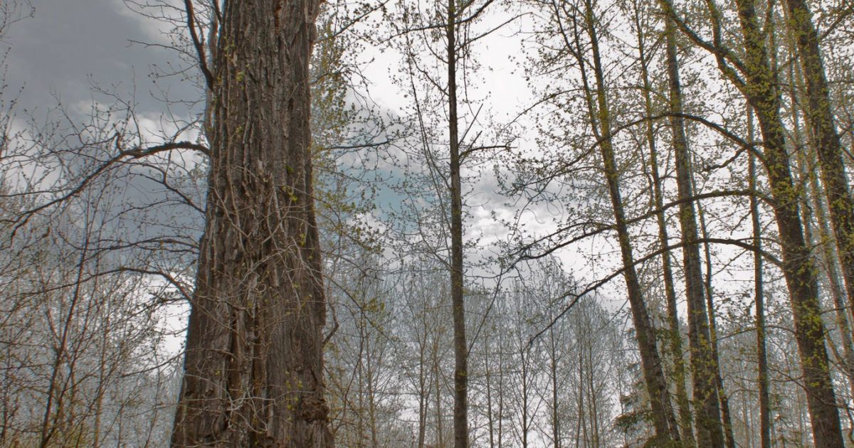 Lower Troublesome Creek Trail