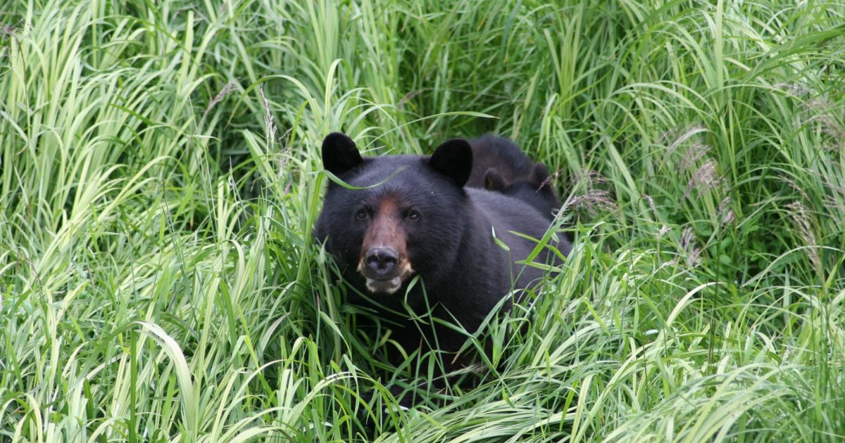 https://uploads.alaska.org/suppliers/_1200x630_crop_center-center_82_none/alaska-rainforest-sanctuary-bear-country-wildlife-expedition-Rainforest_Sanctuary_28529-phkm4d.jpg?mtime=1554836196