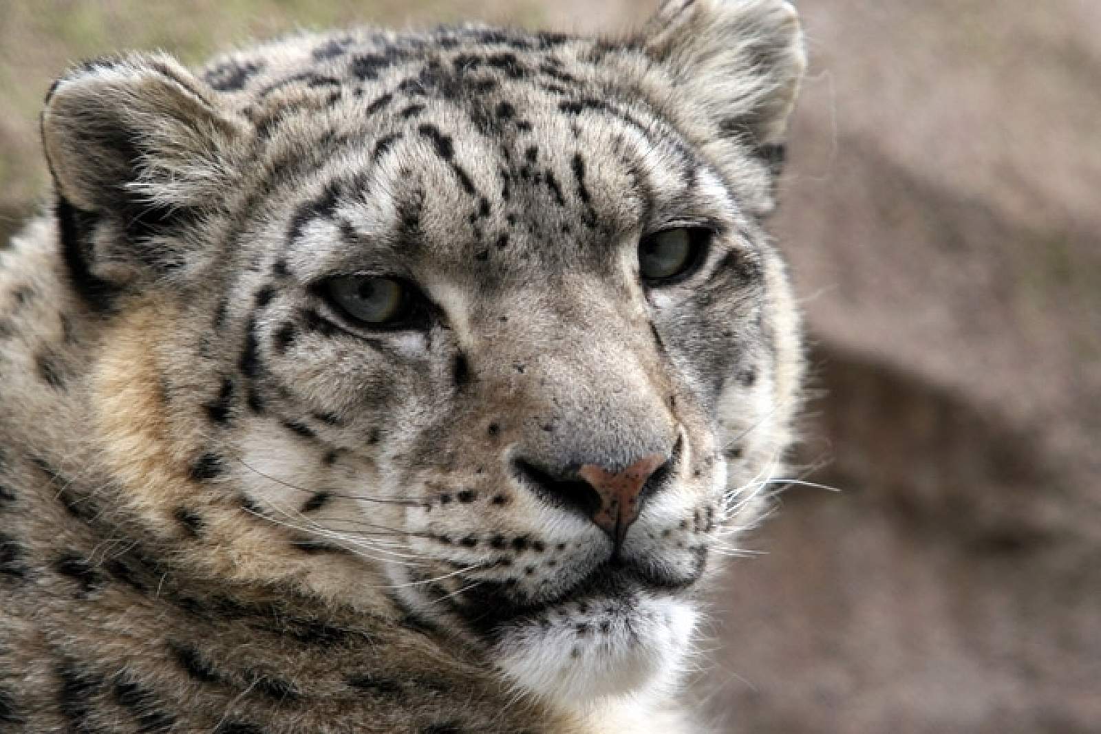 Snow Leopard | ALASKA.ORG