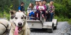Seavey's IdidaRide Sled Dog Tours