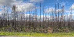 Burnt Birch Forest