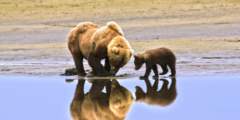 Alaska Bear Adventures Day Tours