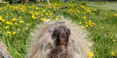 Porcupine