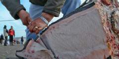 Nalukataq: Utqiagvik Whaling Festival