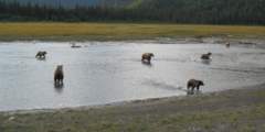Alaska Bear Camp Overnight Adventures