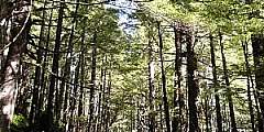 Power Creek Trail