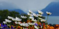 Homer Gardener's Weekend