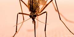 Mosquitoes: Pest Or Boon?