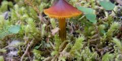 Mushrooms & Fairy Rings