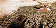 26. Pribilof Seals and Birds