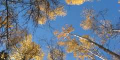 58. Wind in Birch Trees