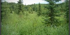 Baxter Bog/Pfleiger Park