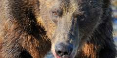 McNeil River Game Sanctuary (By Permit Only)