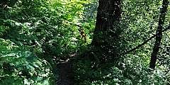 Mount Juneau Trail