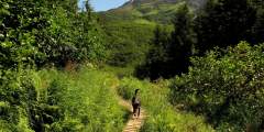 Alyeska North Face Trail
