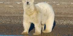 Polar Bear Expedition