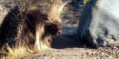 Alaska's Porcupines