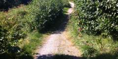 Reber Trail