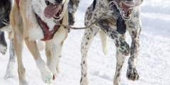 Iditarod Sled Dog Race (Ceremonial Start)