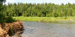Slikok Creek Salmon Viewing