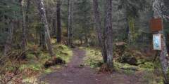 Troop Lake Trail
