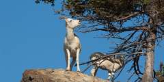 Dall Sheep Viewing at Sheep Mountain, Glenn Highway