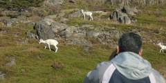 Dall Sheep Viewing at Windy Corner