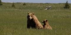 Silver Salmon Creek: Explore Bears by ATV