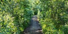Wagon Road Trail (McCarthy Access)