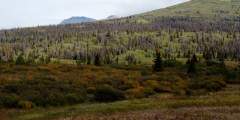 Spruce Bark Beetles