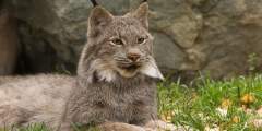Lynx