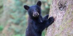 Anan Wildlife Observatory: Bears Near Ketchikan & Wrangell