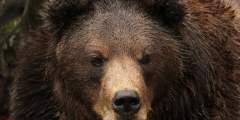 Fortress of the Bear: Guaranteed Bear Viewing