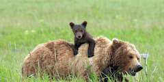 Hallo Bay: Bears Fishing in the Surf