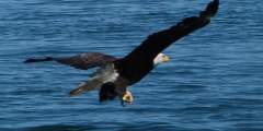 Bald Eagle Viewing on the Homer Spit