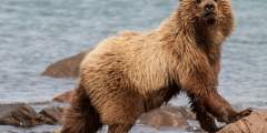 Kukak Bay: Wilderness Lodge & Bear Viewing