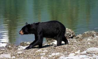 2018-46-Black_Bear_in_Kenai_Fjords_National_Park-pdvqnq