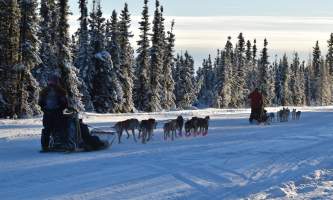 2019 alaska dog sled rides pmkpy8