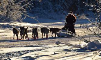 2019 dog sled alaska pmkpxz