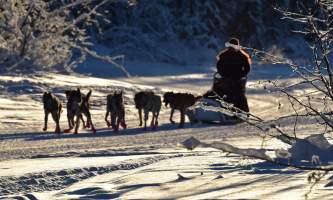 2019 dog sled alaska pmkpxz