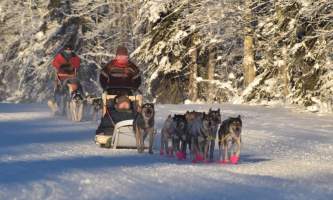 2019 fairbanks dog sled tours pmkpyh