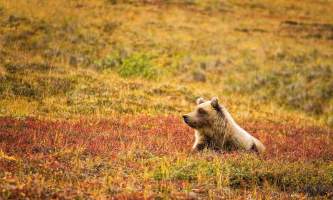 Alaska-Coast-To-Denali-Journey-52-Bear_in_Denali_National_Park-pdvtij