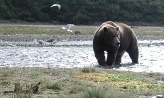 Alaska-Ultimate-Safaris-P9060005-p5lkn5