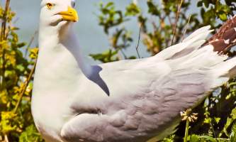 Bird_Species-01-539008006-mryhwc