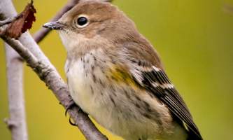 Bird_Species-03-mryhwm